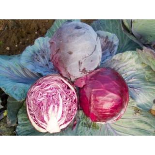 Blaukraut Spitzkraut