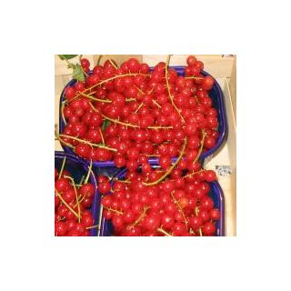 Johannisbeeren weiß 250 g