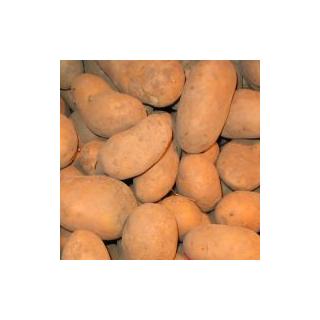 Kartoffeln mehlig Talent